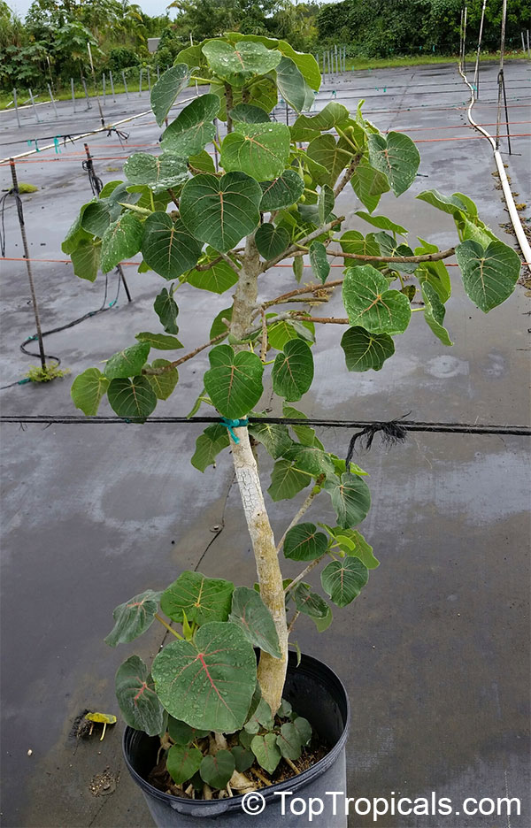 Ficus petiolaris, Rock Fig, Rock Ficus, Texcalamate, Lava Fig