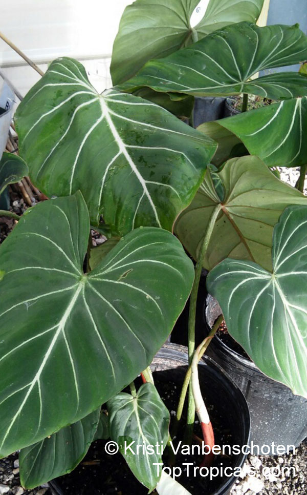 Philodendron gloriosum - Glorious Jungle Philodendron 