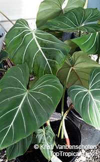 Philodendron gloriosum, Glorious Jungle Philodendron 