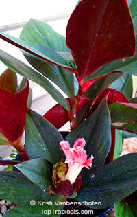 Costus erythrophyllus, Ox Blood Costus, Red Wine Costus

Click to see full-size image