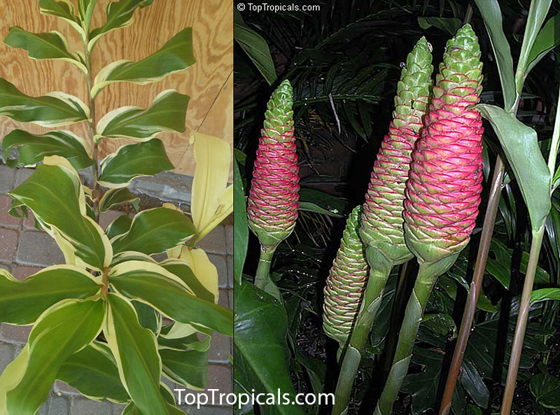 Zingiber zerumbet, Pine Cone Ginger, Shampoo Ginger