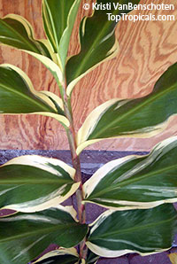 Zingiber zerumbet, Pine Cone Ginger, Shampoo Ginger

Click to see full-size image