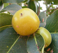 Diospyros mespiliformis, Jackalberry - seeds

Click to see full-size image