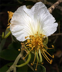 Swartzia (Bobgunnia ) madagascariensis - seeds