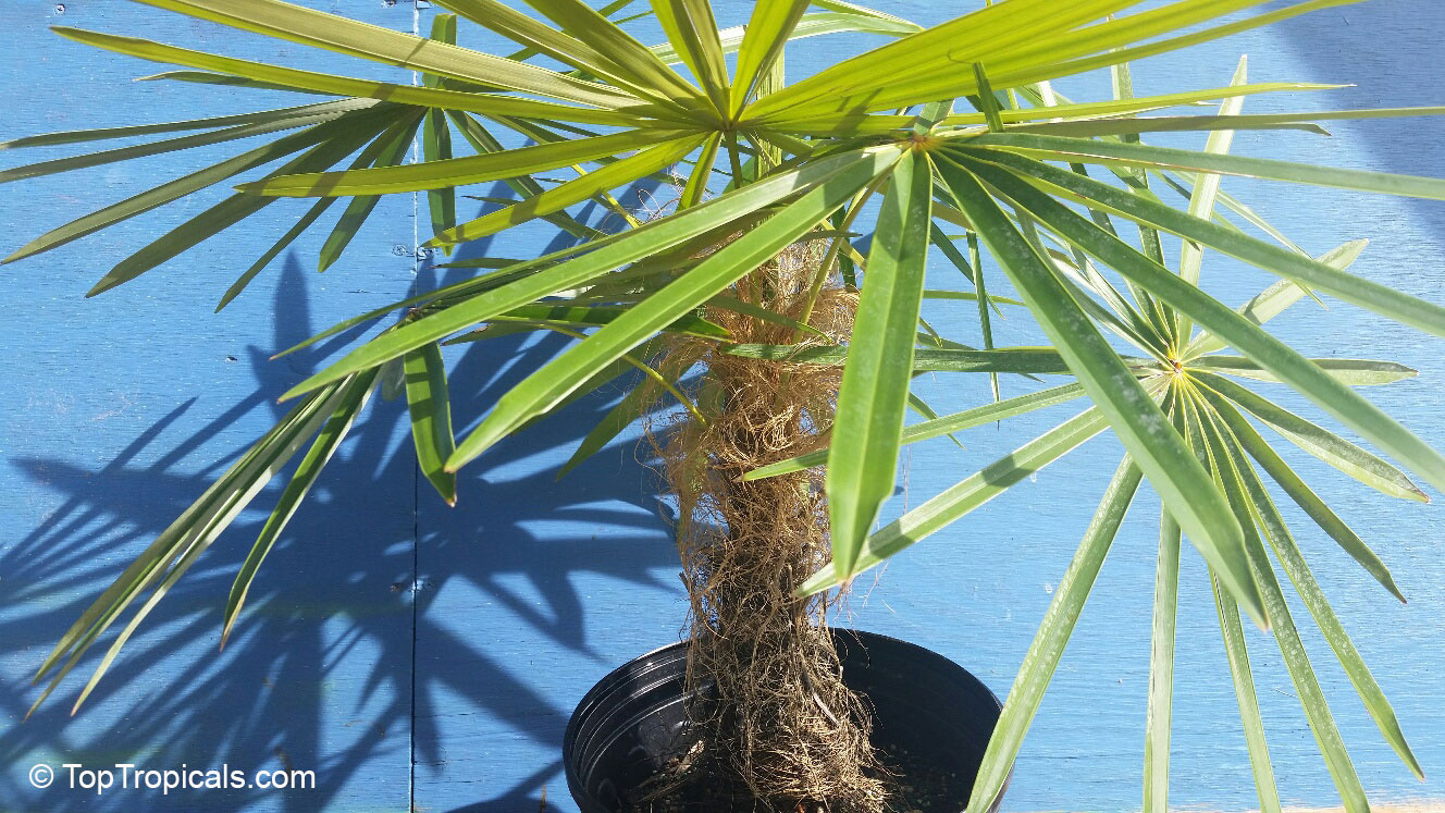 Coccothrinax crinita, Old Man Palm, Thatch Palm