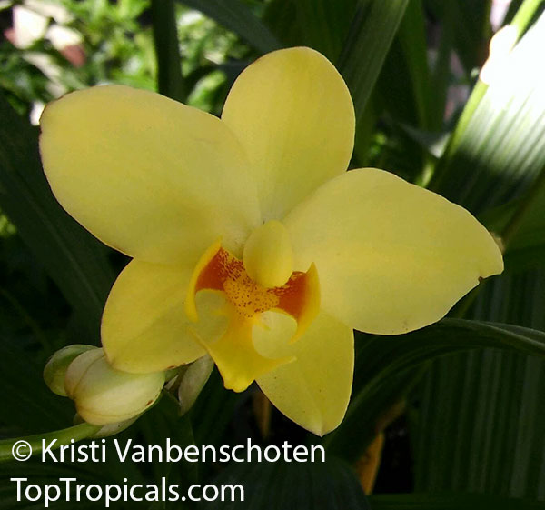 Spathoglottis plicata, Ground Orchid, Garden Orchid. Spathoglottis 'Lemon Kiss'