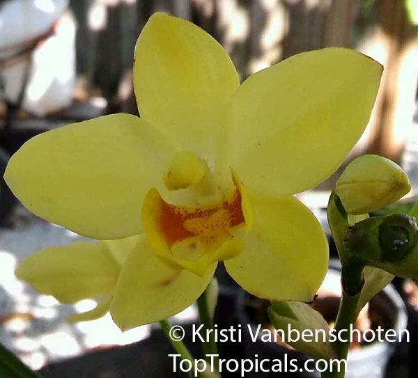 Spathoglottis plicata, Ground Orchid, Garden Orchid. Spathoglottis 'Lemon Kiss'