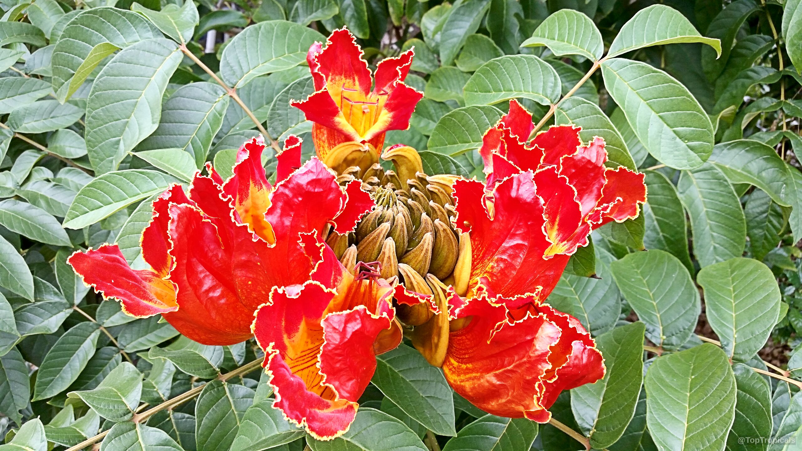 Spathodea campanulata - African Tulip Tree Spathodea campanulata - African Tulip Tree
