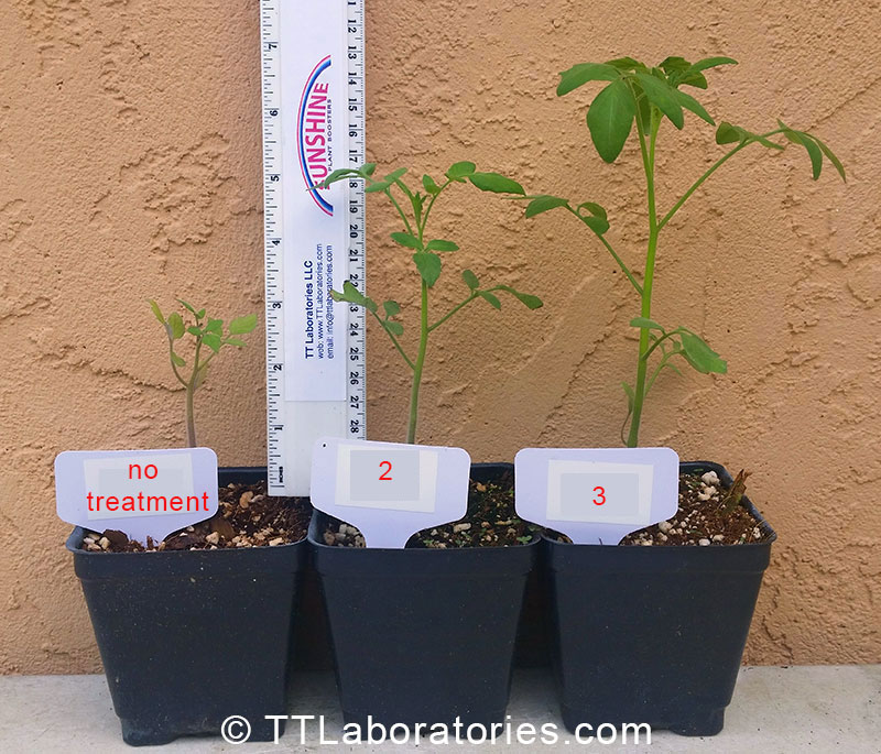 Plant Boosters, SUNSHINE in a Bottle. Tomato seedlings with SUNSHINE-E treatment, different concentrations.