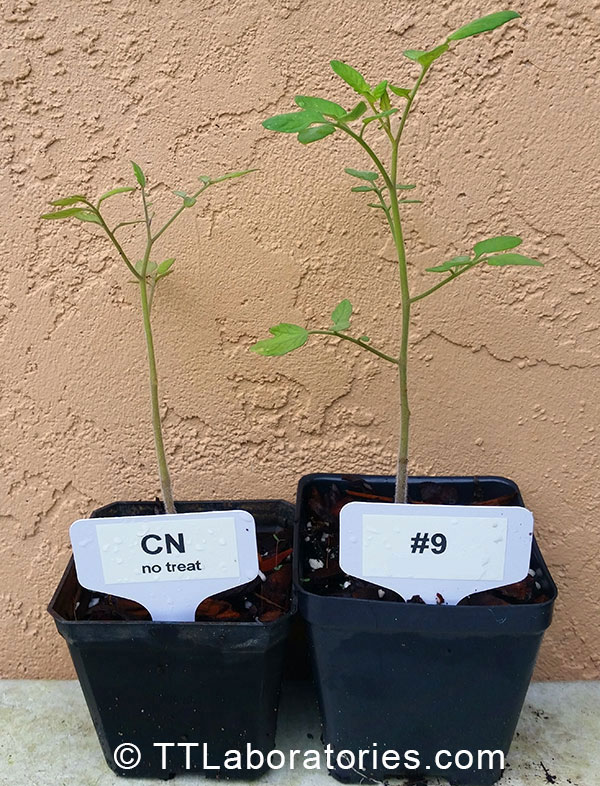 Plant Boosters, SUNSHINE in a Bottle. Tomato seedlings without (left) and with (right) SUNSHINE-E treatment. 2 weeks after treatment.
