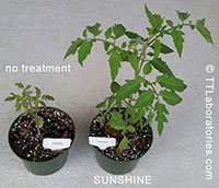 Plant Boosters, SUNSHINE in a Bottle

Click to see full-size image