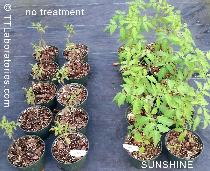 Plant Boosters, SUNSHINE in a Bottle. Tomato seedlings without (left) and with (right) SUNSHINE-E treatment. 3 weeks after treatment.