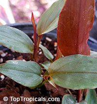 Alpinia luteocarpa, Red Bamboo Ginger

Click to see full-size image