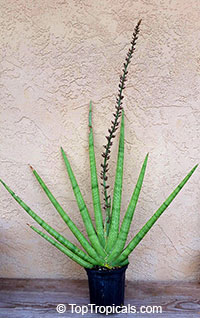 Sansevieria cylindrica - Snake Plant

Click to see full-size image