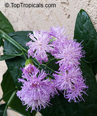 Vernonia fulta - Tropical Aster, Ironweed, 
Bitterleaf