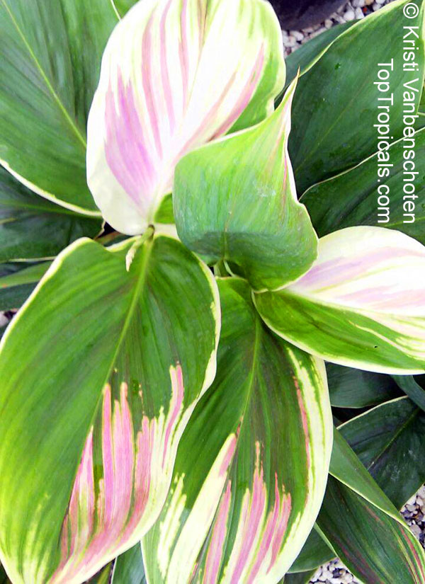 Cordyline fruticosa Exotica - Hawaiian Ti Leaf