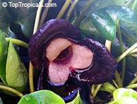Asarum maximum, Green Panda, Pussy Plant, Ling Ling, Panda Face Ginger

Click to see full-size image