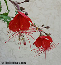 Hibiscus grandidieri, Red Chinese Lantern

Click to see full-size image