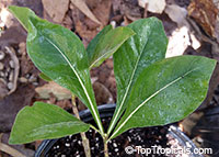 Gardenia cornuta, Gardenia ternifolia, Natal Gardenia, Horned Gardenia, Wilde-appel, Natalkatjiepiering (Afr.); Umhlahle

Click to see full-size image