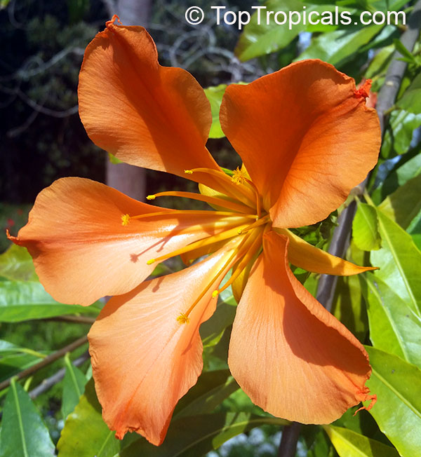 Erblichia odorata , Flor de Fuego, Butterfly Tree 