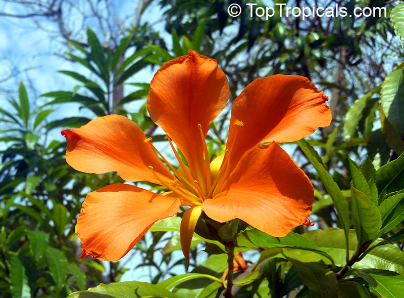 Erblichia odorata , Flor de Fuego, Butterfly Tree 
