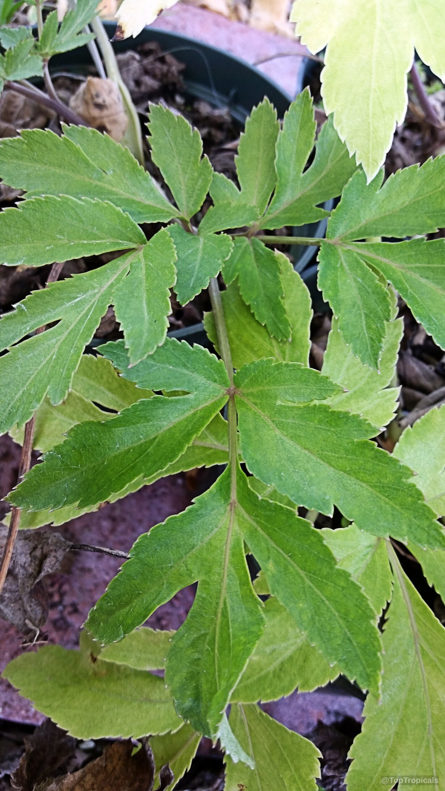 Angelica keiskei (Ashitaba) with compound foliage showing green segments and notched leaf margins. Angelica keiskei (Ashitaba) vibrant green plant leaves with serrated edges close up.