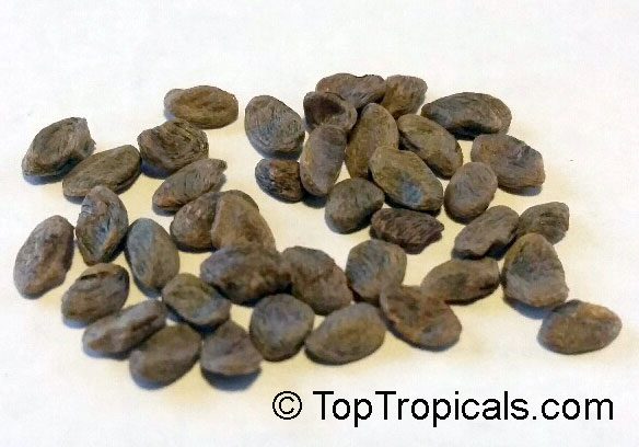 Oxyanthus sp., Whipstick Tree, Wild Coffee, Zulu Loquat, Sand-forest Afro-loquat. Oxyanthus speciosus seeds