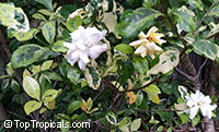 Gardenia sp. variegata, Variegated gardenia

Click to see full-size image
