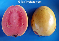 Psidium guajava, Tropical Guava, Guajava