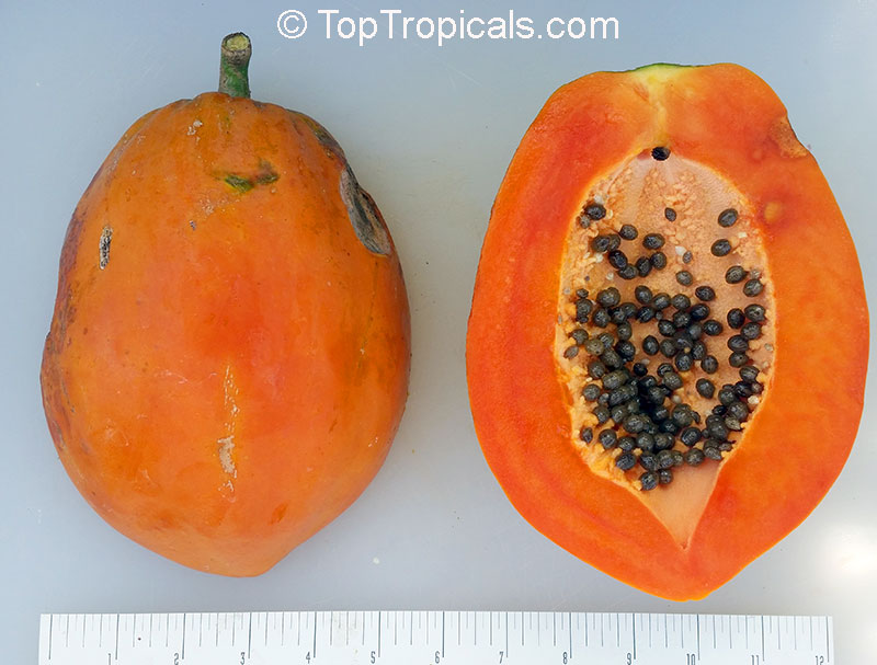 Papaya fruit