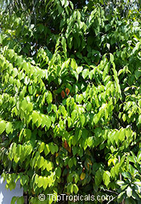 Banisteriopsis caapi, Banisteria caapi, Alicia anisopetala , Ayahuasca, Caapi, Yaje, Black Yage

Click to see full-size image