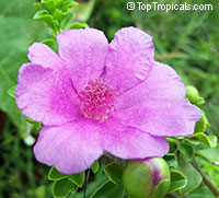Pereskia portulacifolia - Pink Rose Cactus