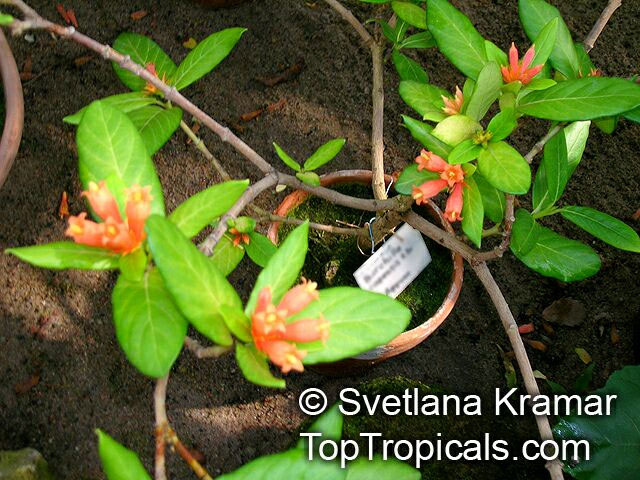 Burchellia bubalina, Wild Pomegranate, Wildegranaat, Buffalo Wood, Buffalo Horn