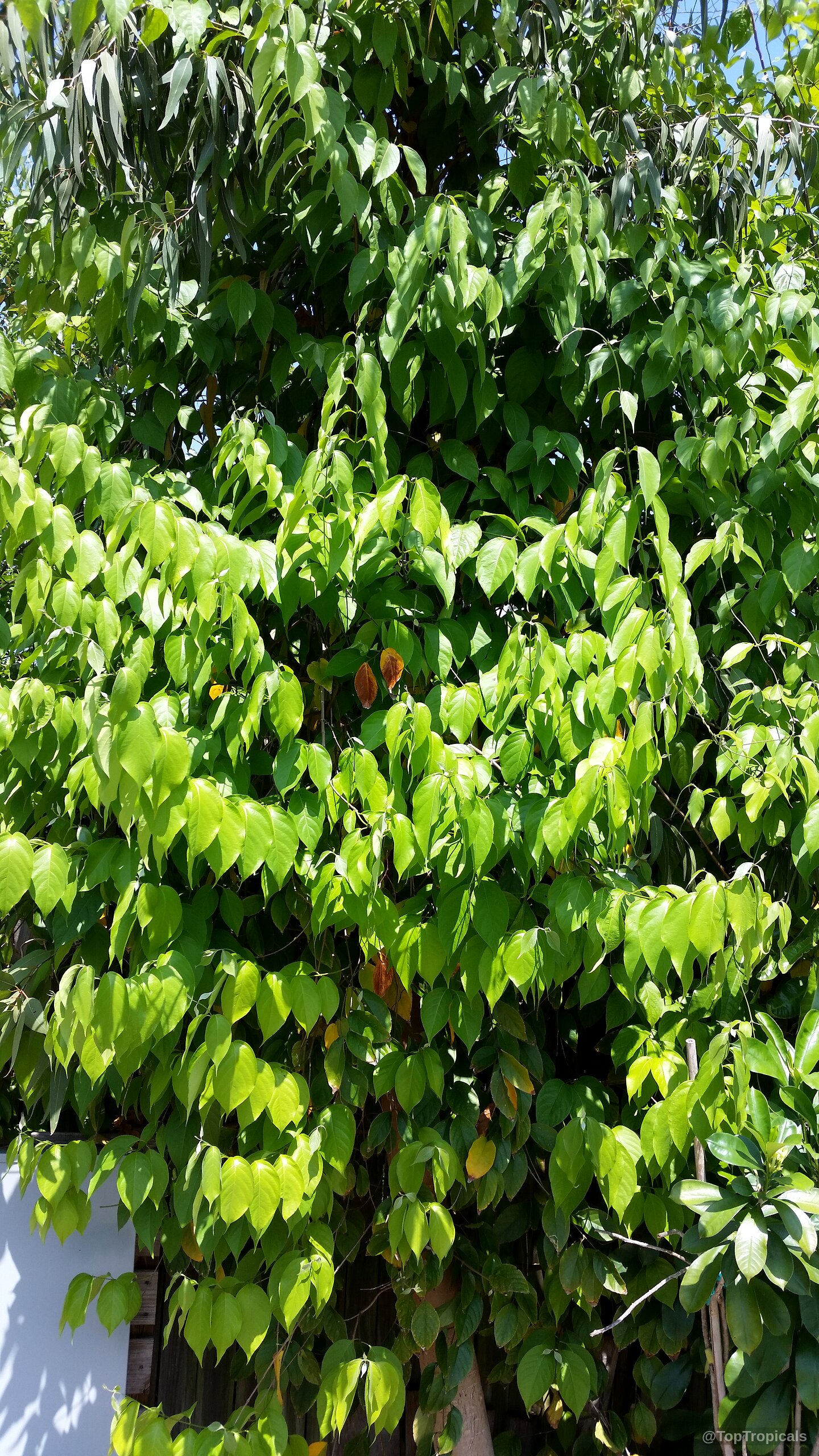 Banisteriopsis caapi (Ayahuasca) green vine climbing upwards with many smooth oval shaped leaves. Banisteriopsis caapi (Ayahuasca) green plant leaves climbing up a wooden support structure.