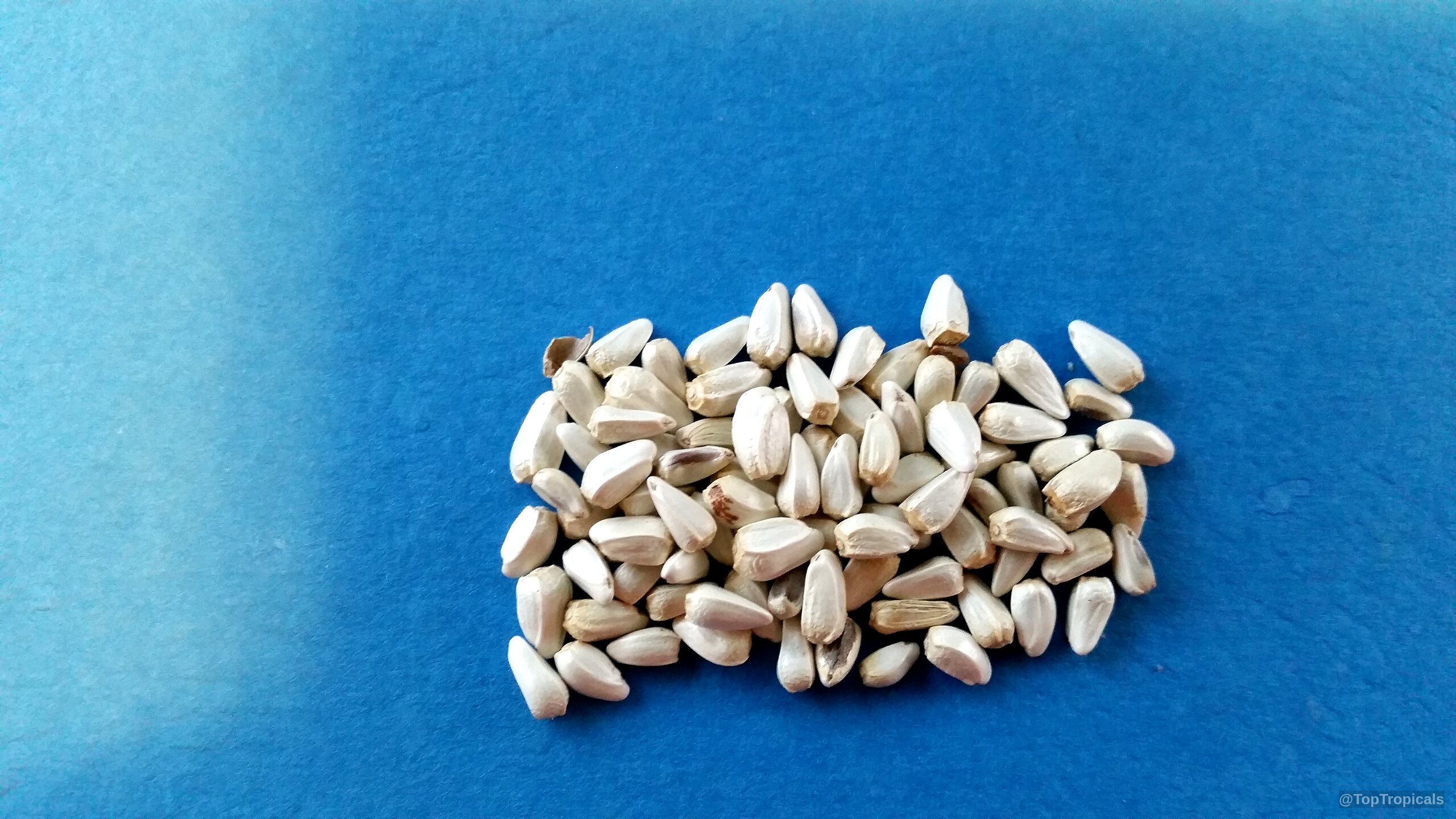 Carthamus sp. (Safflower) seeds lie in a pile against a blue background for close inspection. Carthamus sp. (Safflower) white fruit seeds in a pile close up against a blue background