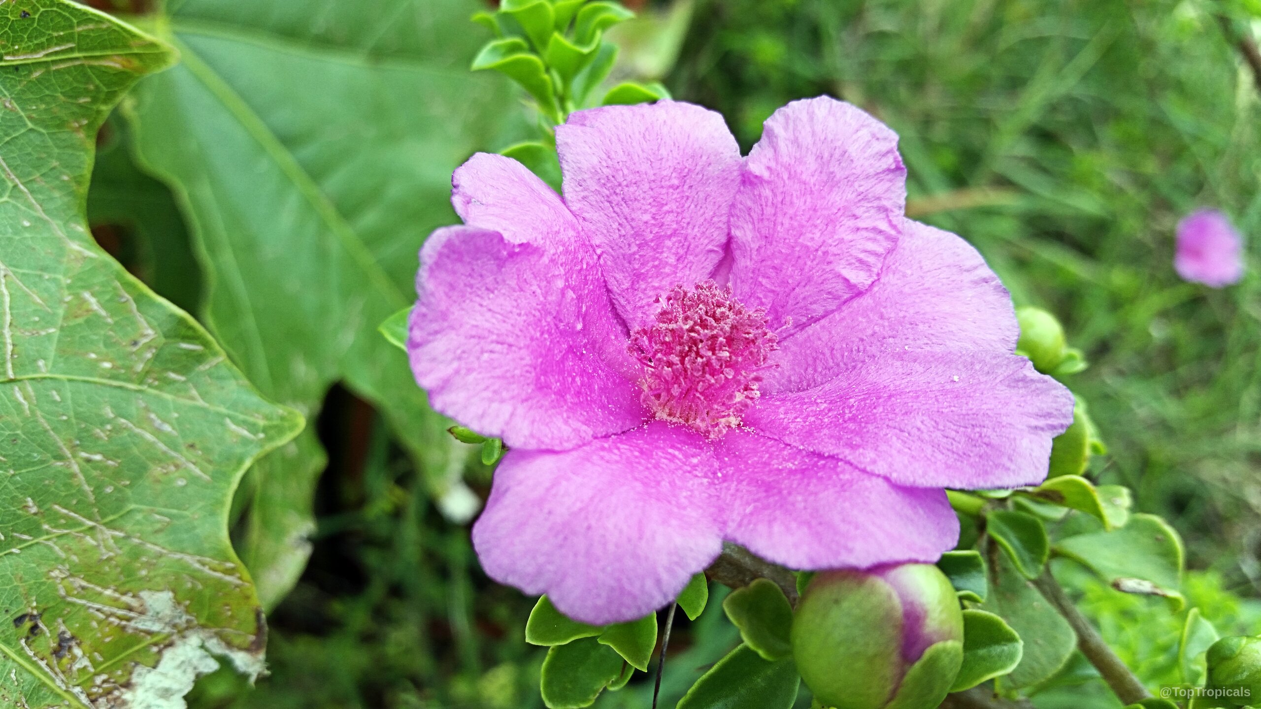 Leuenbergeria portulacifolia (Pink Rose Cactus) flower in pink with rounded petals and green leaves. Leuenbergeria portulacifolia (Pink Rose Cactus) pink flower close up on green leaves