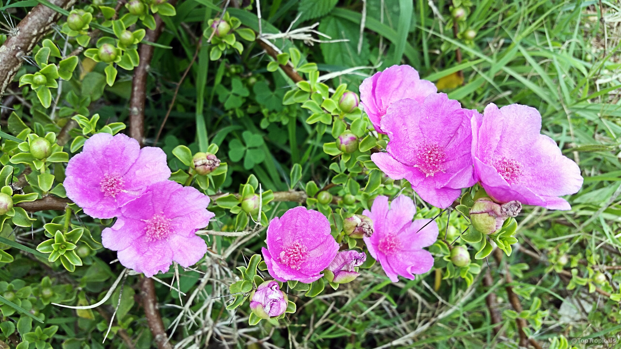 Leuenbergeria portulacifolia (Pink Rose Cactus) with many small, open pink flowers on a woody branch. Leuenbergeria portulacifolia (Pink Rose Cactus) vibrant pink flowers on a prickly green branch close up