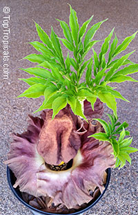 Amorphophallus paeoniifolius, Elephant Foot Yam, Whitespot Giant Arum, Voodoo Lily

Click to see full-size image