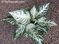 aphelandra squarrosa aphelandra squarrosa