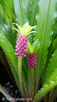 Eucomis sp., Pineapple Lily, Aloha Lily

Click to see full-size image