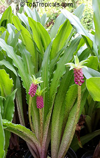 Eucomis sp., Pineapple Lily, Aloha Lily

Click to see full-size image