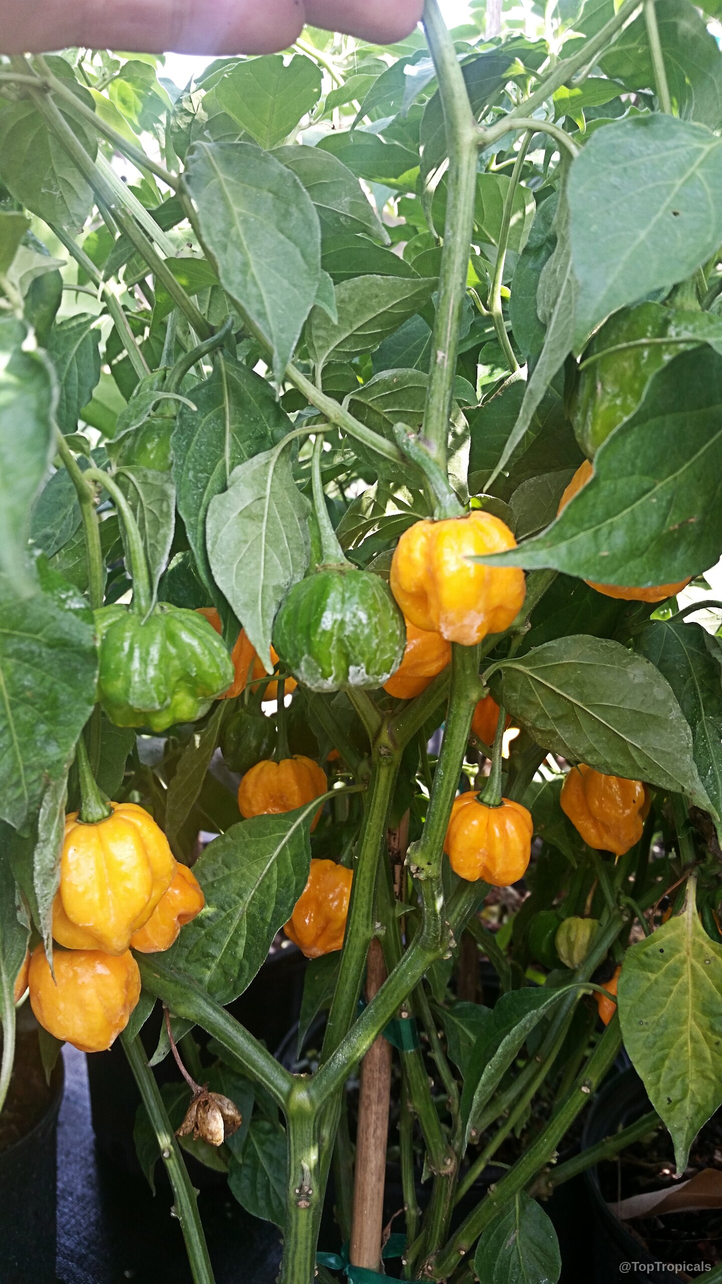 Capsicum chinense (Yellow Lantern Chili) yellow fruits hanging from stems nestled among green pointed leaves. Capsicum chinense (Yellow Lantern Chili) plant with yellow fruit and green leaves close up