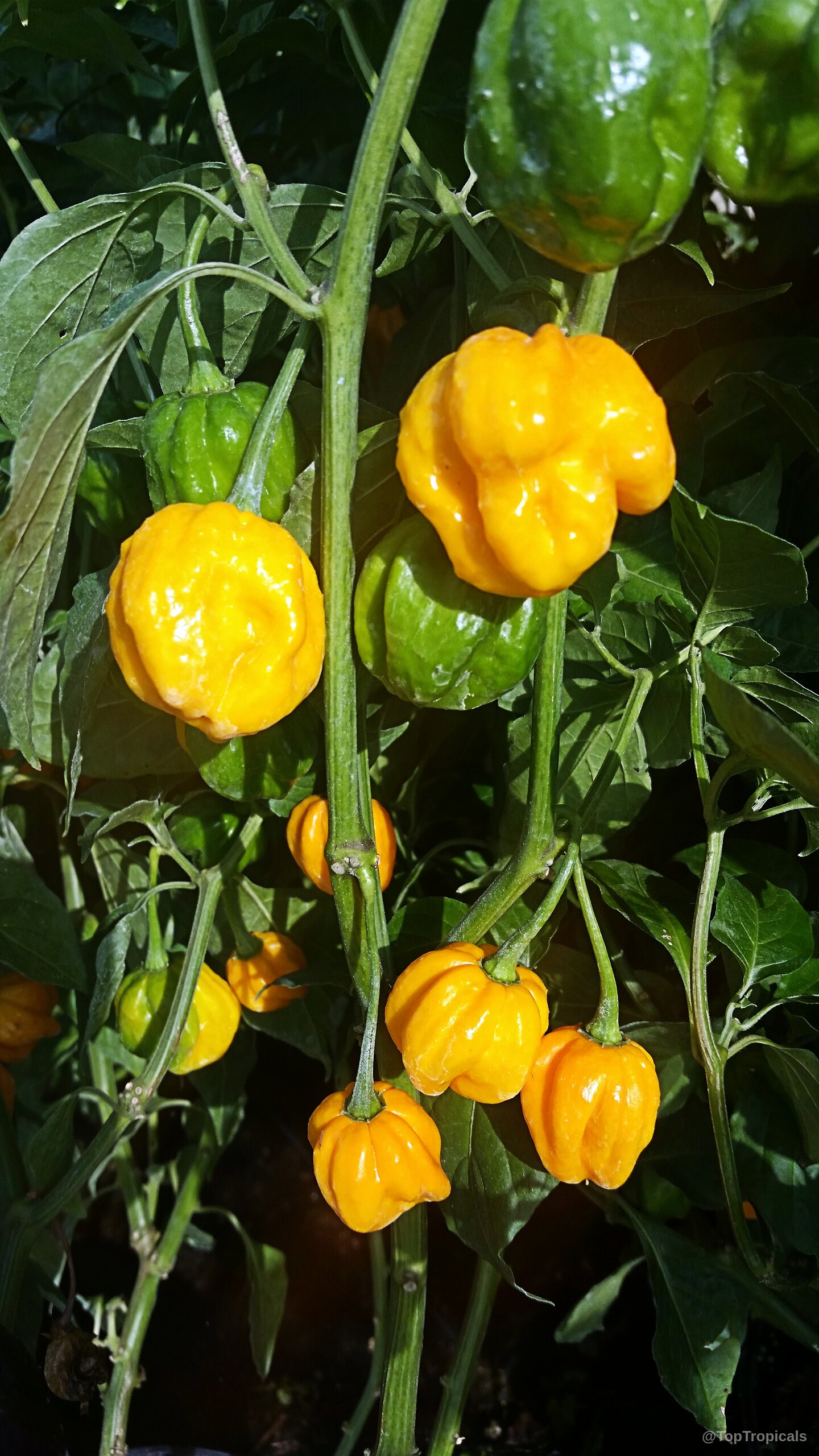 Capsicum chinense (Yellow Lantern Chili) ripening yellow fruit clusters on leafy green stems and branches Capsicum chinense (Yellow Lantern Chili) vibrant yellow fruit hanging on branches close up