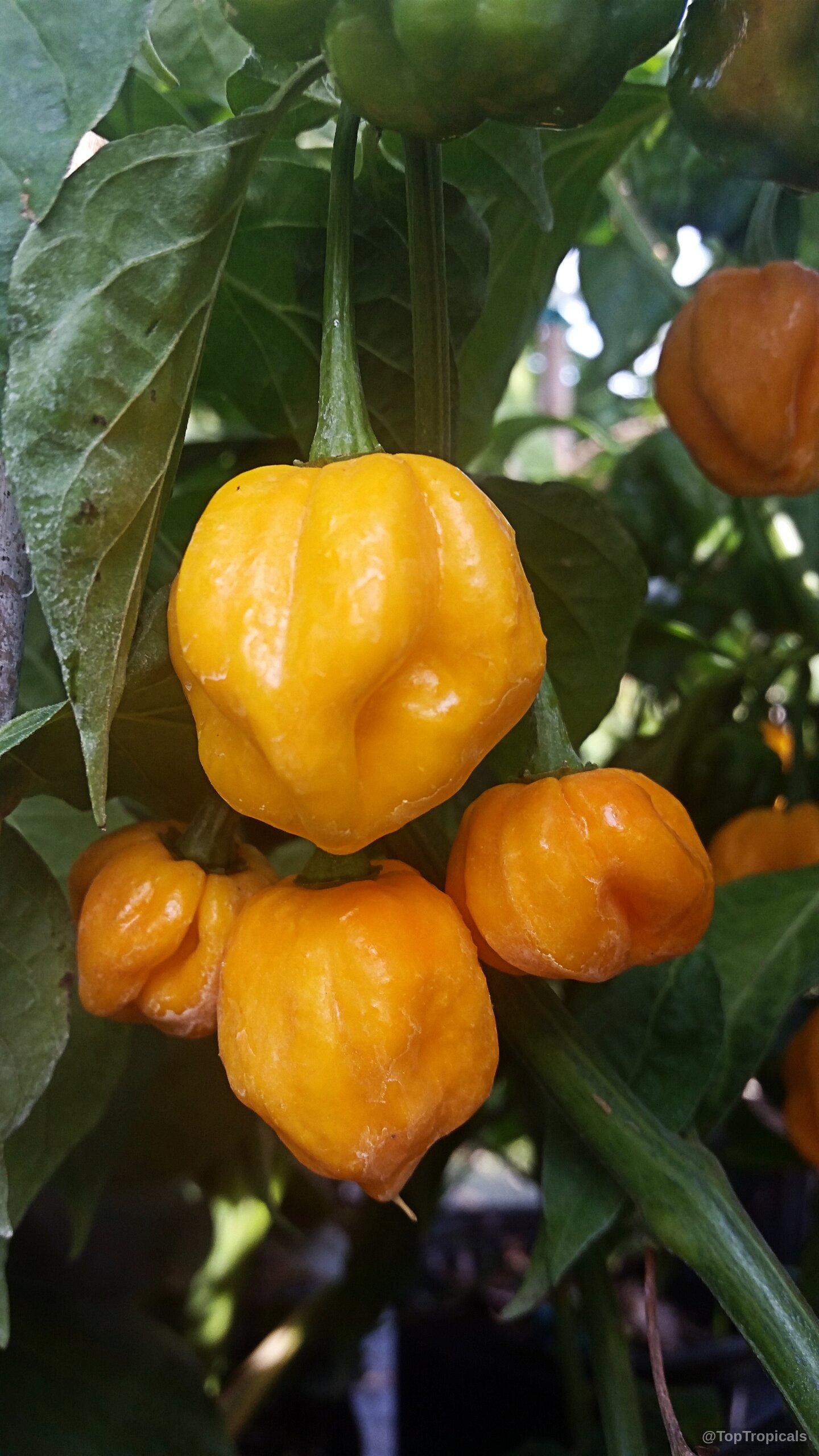 Capsicum chinense (Yellow Lantern Chili) shows rounded, wrinkly yellow fruit growing on green leafy stems Capsicum chinense (Yellow Lantern Chili) yellow fruit close up hanging on plant branches