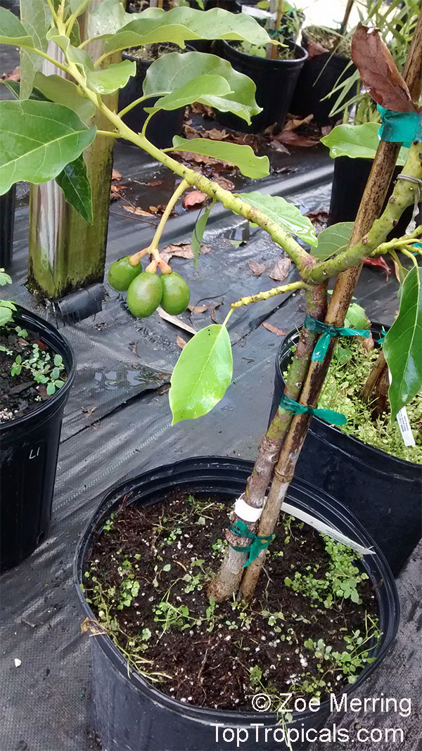 Growing Fruit Trees in Containers