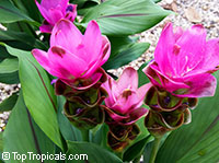 Curcuma alismatifolia, Siam Tulip. Curcuma alismatifolia Siam Scarlet