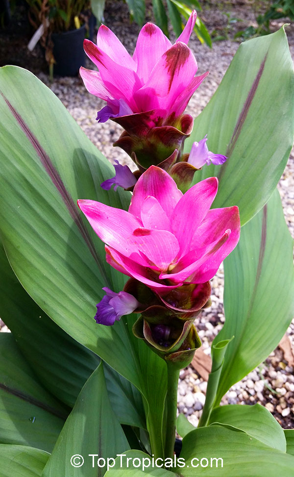 Curcuma alismatifolia, Siam Tulip