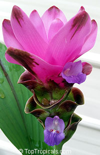 Curcuma alismatifolia, Siam Tulip. Curcuma alismatifolia Siam Scarlet