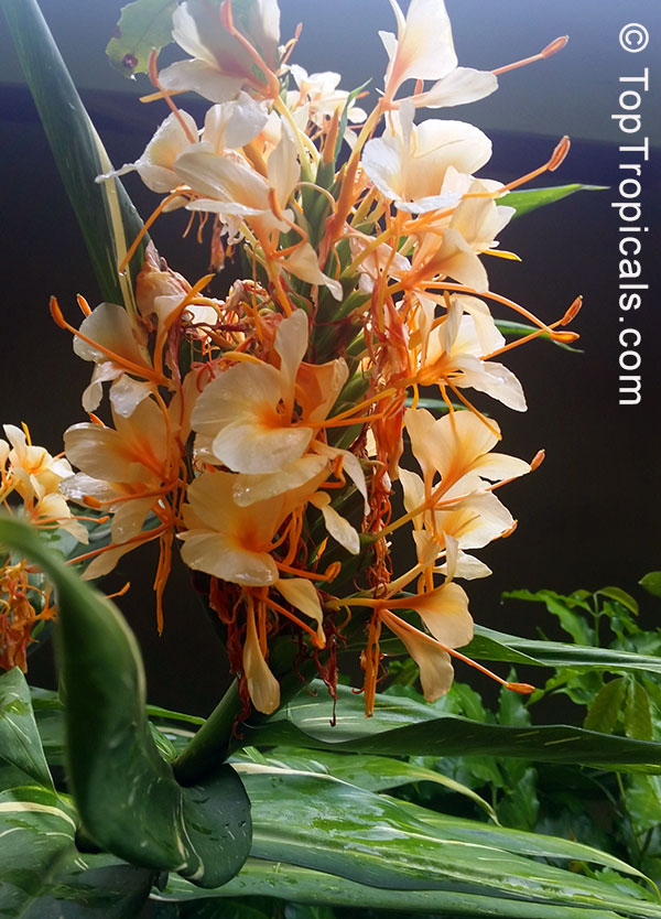 Hedychium coccineum , Himalayan Ginger Lily, Orange Bottlebrush Ginger, Red Butterfly Ginger . Hedychium flavum x coccineum Dr. Moy