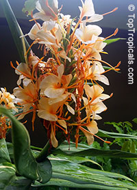 Hedychium coccineum , Himalayan Ginger Lily, Orange Bottlebrush Ginger, Red Butterfly Ginger 

Click to see full-size image